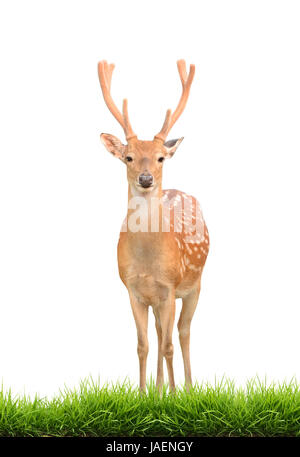 Le cerf sika avec green grass isolated on white background Banque D'Images