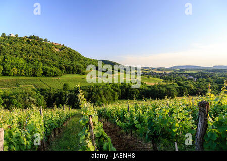 La France, du Jura, Château Chalon, étiqueté Plus Beaux Villages de France (plus beaux villages de France), vignoble AOC Appellation d'Origine Contrôlée Banque D'Images