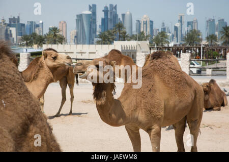 Des chameaux dans l'Emir's camel stylo dans le centre de Doha, Qatar Banque D'Images