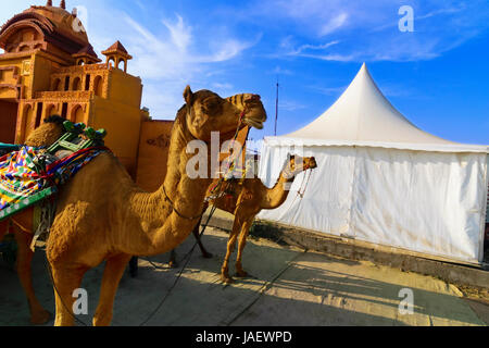 Tour de chameau au great Rann de Kutch (Rann Utsava), Salé Paysages, Gujarat, Inde Banque D'Images