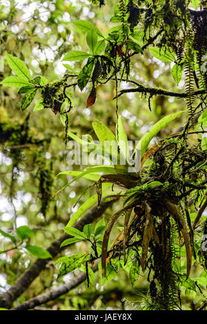 Détail de la dense forêt tropicale du Parc National d'Itatiaia à Penedo, Rio de Janeiro avec une végétation luxuriante Banque D'Images