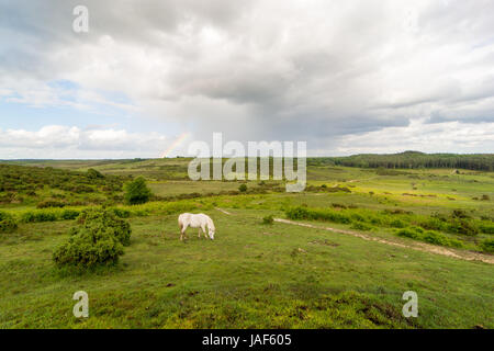 Un poney blanc solitaire le pâturage dans le paysage vert ouvert sur la New Forest, Hampshire, Angleterre, Royaume-Uni. Banque D'Images