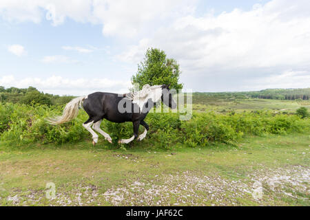 New Forest Pony Running en noir et blanc Banque D'Images