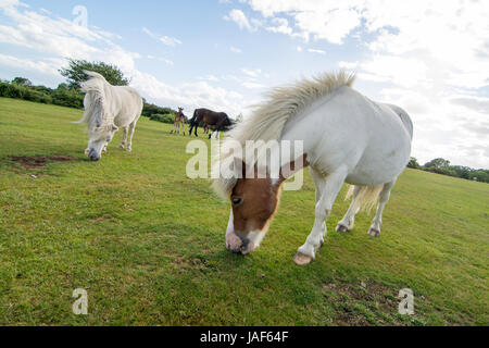 Mauvais jour de cheveux au vent pour le parc national New Forest poney Shetland blanc, Hampshire. Banque D'Images