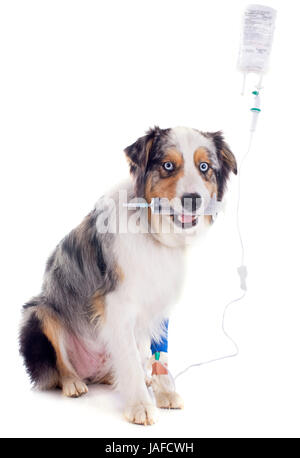 Berger australien et de perfusion in front of white background Banque D'Images