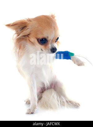 Chihuahua et de perfusion in front of white background Banque D'Images