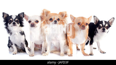 Cinq chihuahua in front of white background Banque D'Images