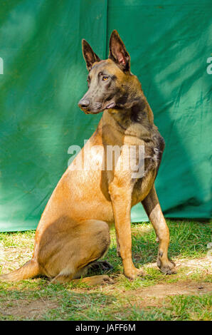 Un jeune, belle, noir et acajou, Chien de Berger Belge assis sur la pelouse. Belgian Malinois sont des chiens de travail, très intelligent et utilisé dans l'armée et la police. Banque D'Images