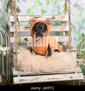 Chihuahua avec veste orange sur un oreiller, en décoration pastorale Banque D'Images