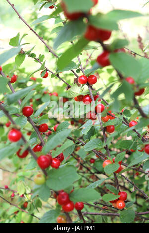 De fruits rouges Prunus tomentosa suspendu à la branche verte Banque D'Images