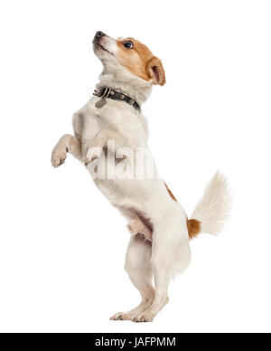 Jack Russell Terrier sur pattes, isolated on white Banque D'Images