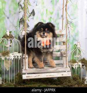 Avec Pomeranian cravate orange bow, en décoration pastorale Banque D'Images