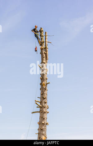 Travail de l'arboriste avec une tronçonneuse dans le haut d'un tronc d'arbre, contre ciel bleu. Jagerspris, Danemark - 25 mai 2017 Banque D'Images