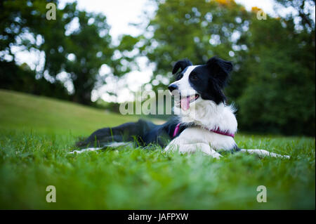Chien Border Collie femelle couché dans l'herbe Banque D'Images
