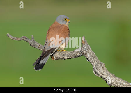 Faucon crécerellette (Falco naumanni), adulte, homme, sur la branche, l'Estrémadure, Espagne Banque D'Images