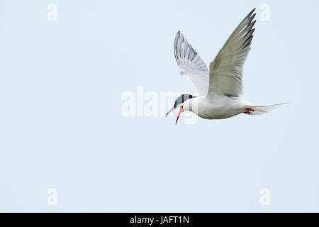 La sterne pierregarin (Sterna hirundo), en vol, Texel, Hollande du Nord, Pays-Bas Banque D'Images