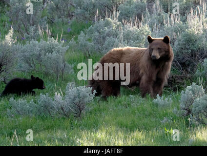 Femelle d'ours noir américain (Ursus americanus) avec des petits dans le parc national de Yellowstone, Wyoming, États-Unis. Banque D'Images