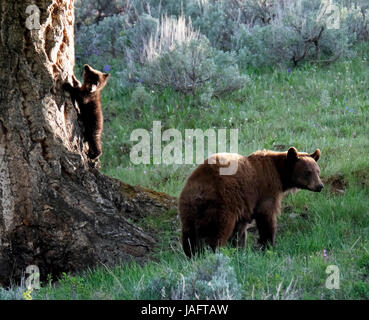 Femelle d'ours noir américain (Ursus americanus) avec des petits dans le parc national de Yellowstone, Wyoming, États-Unis. Banque D'Images