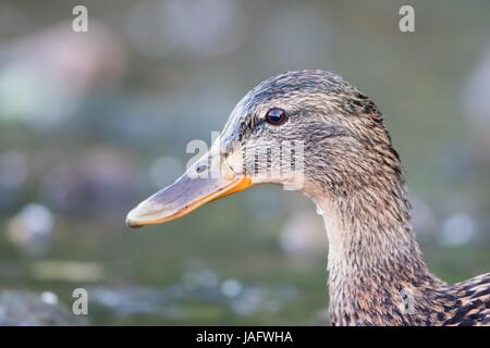 Le Canard colvert (Anas platyrhynchos), le portrait, la Hesse, Allemagne Banque D'Images