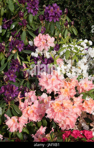 Rhododendrons et azalées assortis Banque D'Images