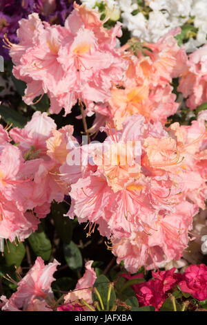 Knaphill/hybride 'Strawberry azalées Exbury Ice' Banque D'Images