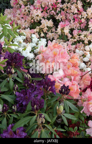 Rhododendrons et azalées assortis Banque D'Images