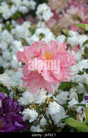 Rhododendrons et azalées assortis Banque D'Images