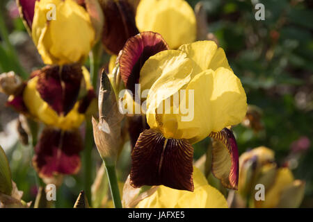 Jaune & brown tall bearded iris Banque D'Images