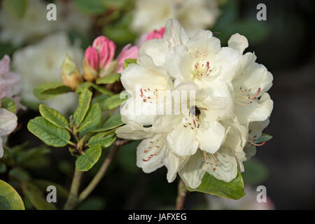 Rhododendron 'Percy Wiseman' Banque D'Images