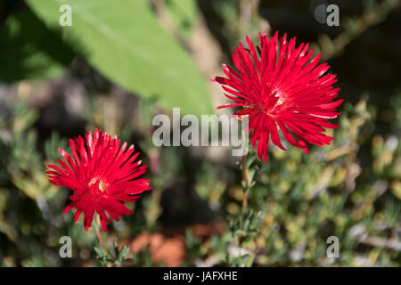 Lampranthus rouge vif, alias ice plant vivace, Livingstone Daisy... Banque D'Images