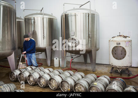 Un homme remplissant metal beer kegs de grandes cuves de fermentation dans une brasserie. Banque D'Images