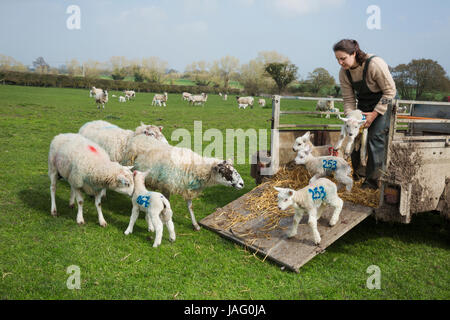 Femme sur un pâturage, déchargement les moutons et les agneaux nouveau-nés avec des chiffres peints sur le côté d'une remorque. Banque D'Images