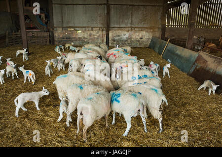 Troupeau de moutons et agneaux nouveau-nés avec des numéros bleus peints sur leurs côtés debout dans un environnement stable sur la paille. Banque D'Images