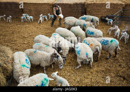 Troupeau de moutons et agneaux nouveau-nés avec des numéros bleus peints sur leurs côtés debout dans un environnement stable sur la paille. Banque D'Images
