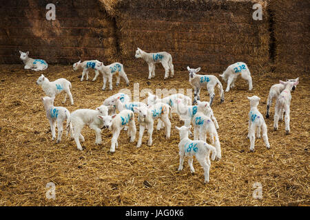 Troupeau d'agneaux nouveau-nés avec des numéros bleus peints sur leurs côtés debout dans un environnement stable sur la paille. Banque D'Images