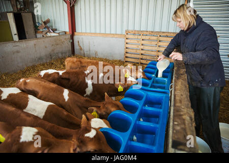 Femme debout dans un environnement stable, verser le lait dans un chargeur pour les veaux brun et blanc. Banque D'Images