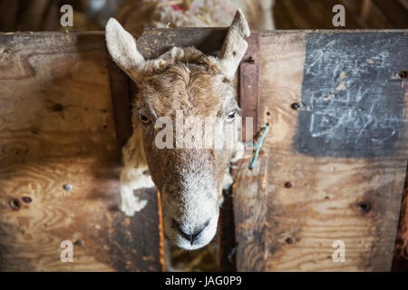 Les moutons regardant la caméra à travers une lacune dans un stylo en bois dans une étable. Banque D'Images