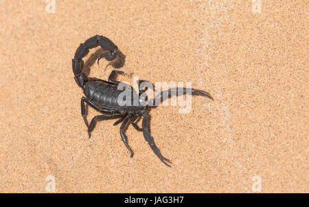 Hairy Black Scorpion à queue épaisse, Parabuthus villosus dans le Parc National de Dorob près de Swakopmund, Namibie Banque D'Images