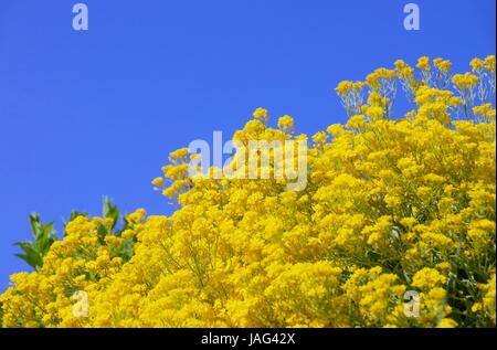 Felsen-Steinkraut - Aurinia saxatilis 01 Banque D'Images