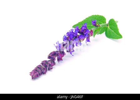 Salbeiblüte freigestellt - sage flower isolated 08 Banque D'Images