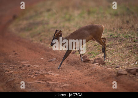 Barking deer crossing dirt track à l'ombre Banque D'Images