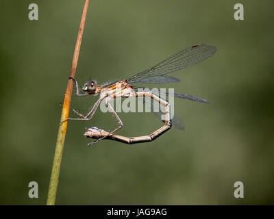 Demoiselle d'emeraude femelle immature (Lestes sponsa formulaire bronze) Banque D'Images