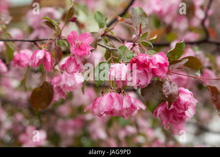 Pink Apple arbres fleurissent au printemps après la pluie Verger Banque D'Images