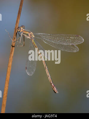 Demoiselle d'emeraude femelle immature (Lestes sponsa formulaire bronze) Banque D'Images