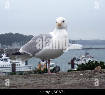 Mouette à Saint-Malo, une ville portuaire dans le nord-ouest de la France Banque D'Images