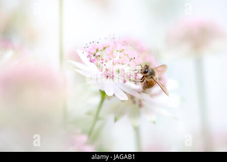 Image d'une abeille pollinisant un été Astrantia rose fleur également connu sous le Masterwort. Concepts de la flore et de la faune Banque D'Images