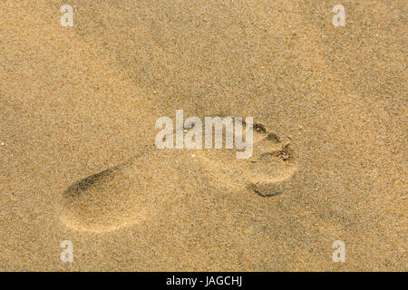 Empreinte unique dans le sable sur la plage Banque D'Images