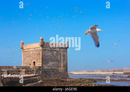 Sqala du port à Essaouira contre ciel bleu rempli de Mouettes volantes. Banque D'Images