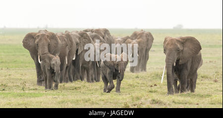 Un grand troupeau d'éléphants d'Afrique dans le parc national d'Amboseli au Kenya Banque D'Images