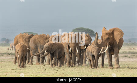 Un grand troupeau d'éléphants africains traverse un terrain ouvert dans le parc national d'Amboseli au Kenya Banque D'Images